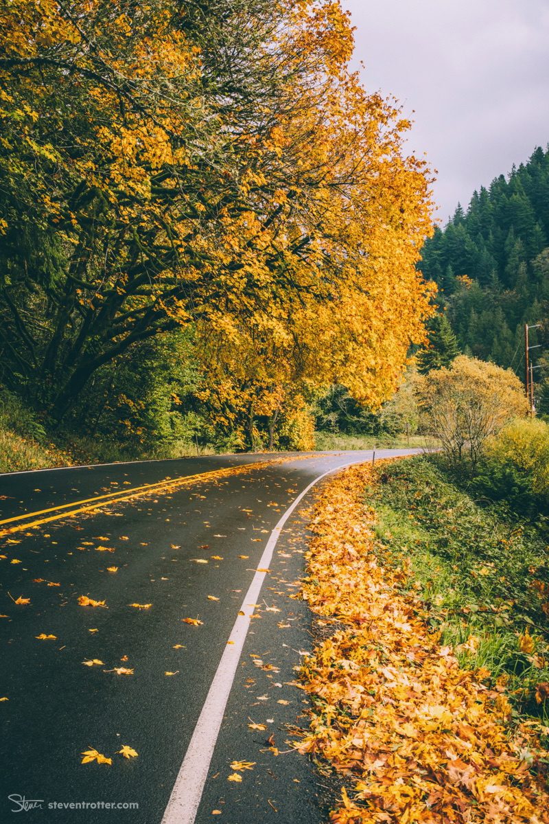 Autumn Road With Yellow Leaves.