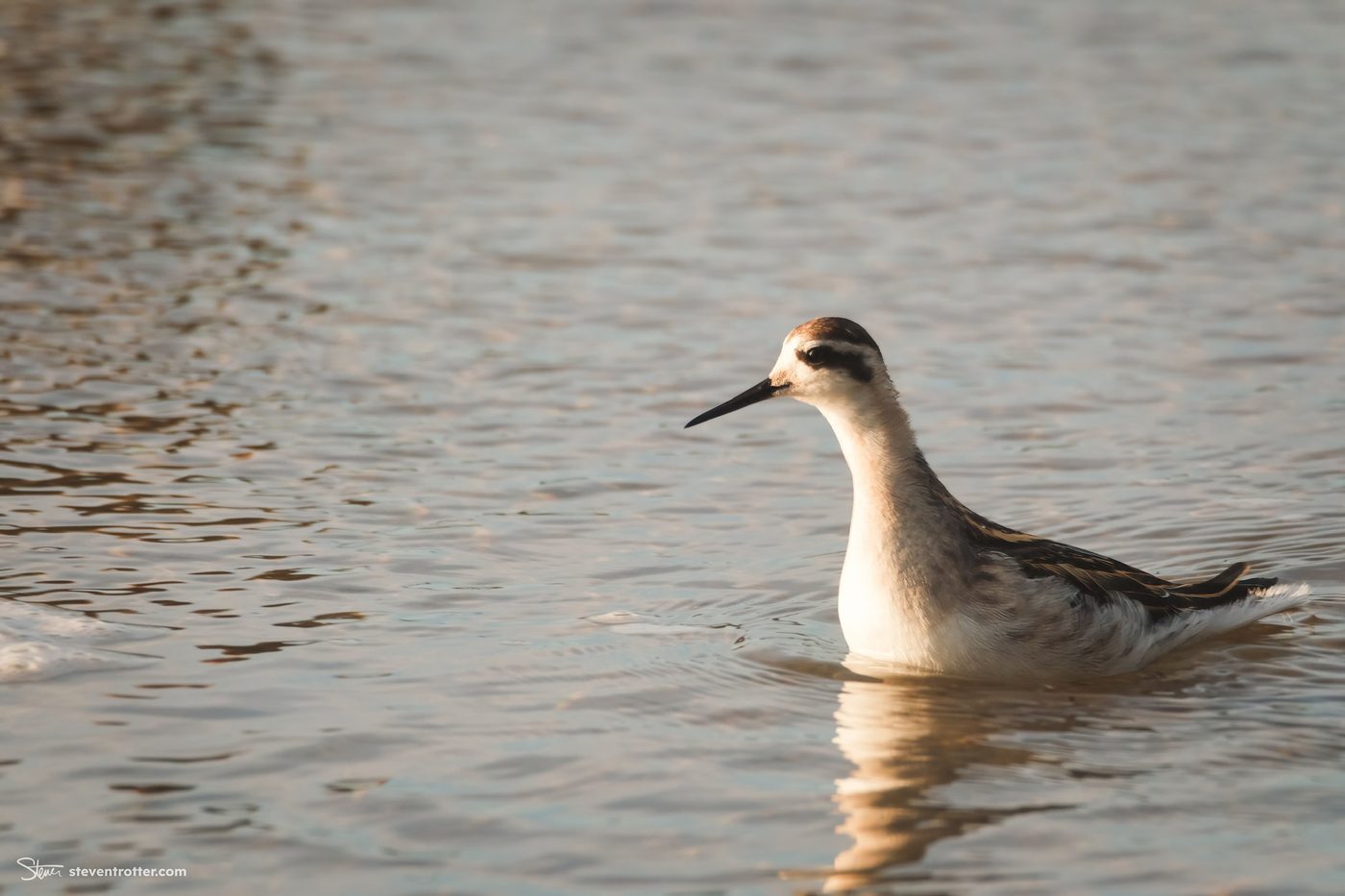 Bird Wading In Water.