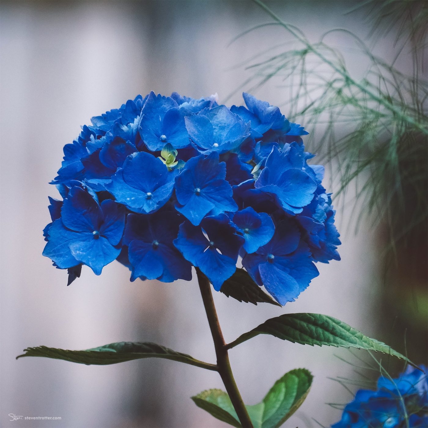 Blue Hydrangea Bloom.