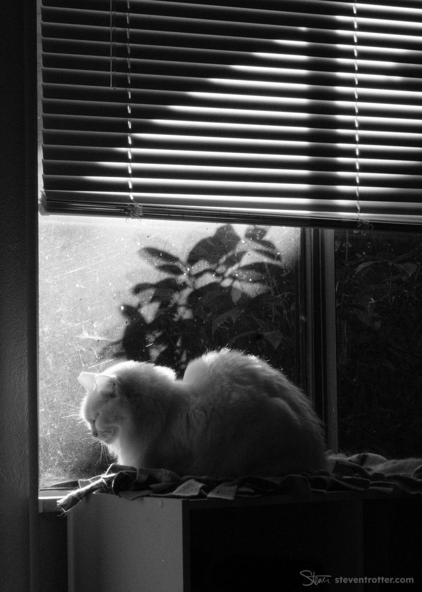 Cat Sitting By Window.
