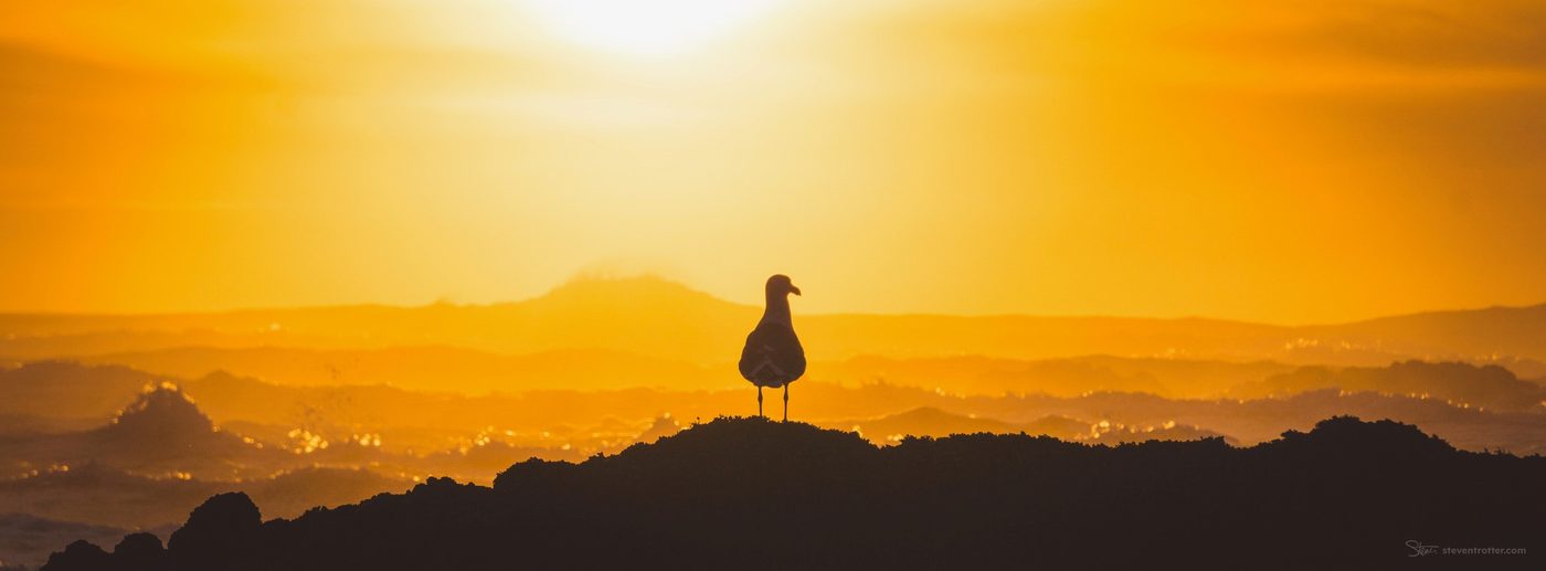 Seagull At Sunset.