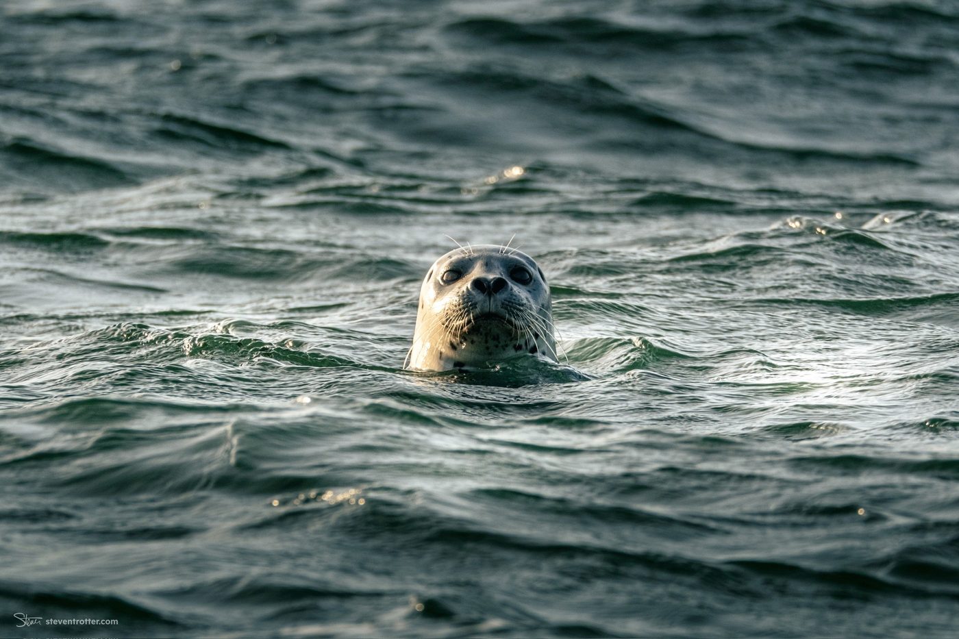 Seal Swimming In Ocean.