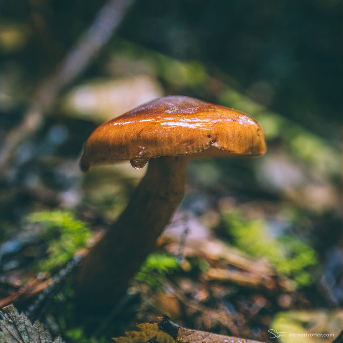 Shiny Mushroom In Forest.
