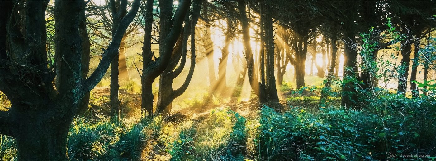 Sunlight Through Forest Trees.